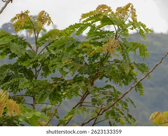 Brachystegia blanc
